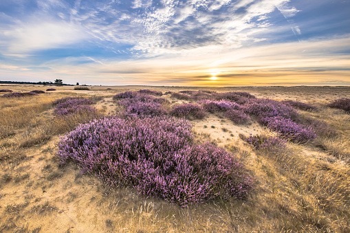 Enchanting landscape scenery of heathland in National park Hoge Veluwe, Gelderland Province, the Netherlands. Landscape scene of nature in Europe.